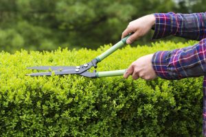 tips to trim your hedges