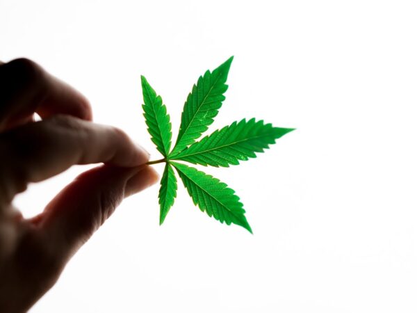 Cannabis SEO Strategist in 2026: What the Job Actually Looks Like and Who’s Worth Hiring