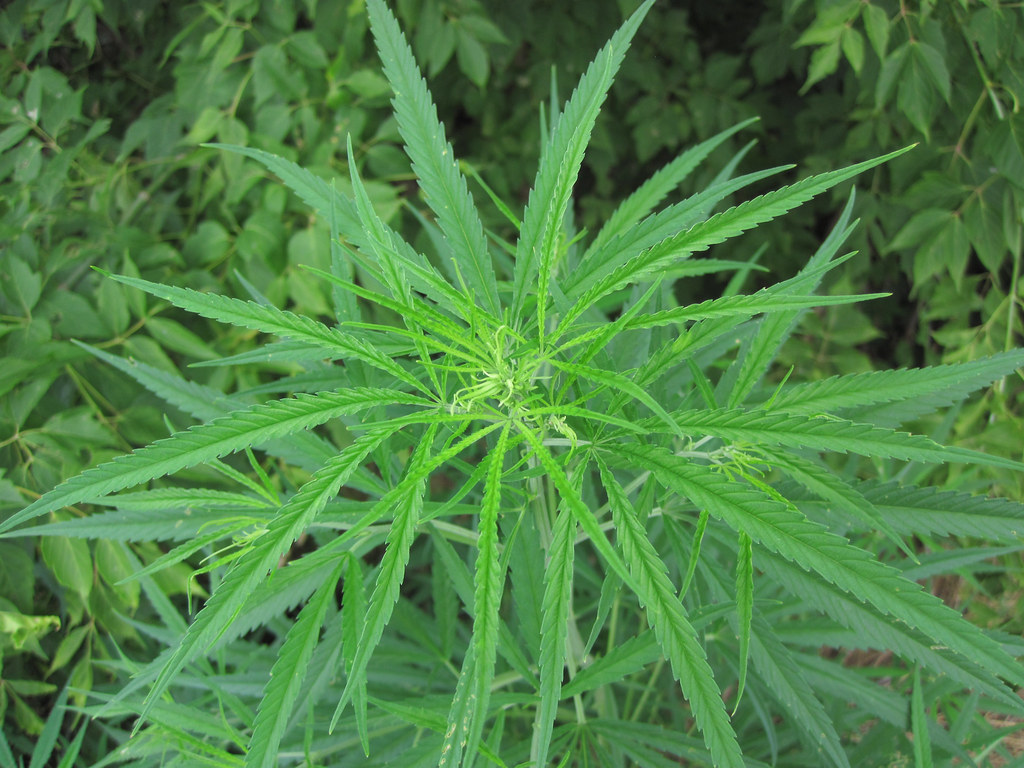 Cannabis plant growing outdoors