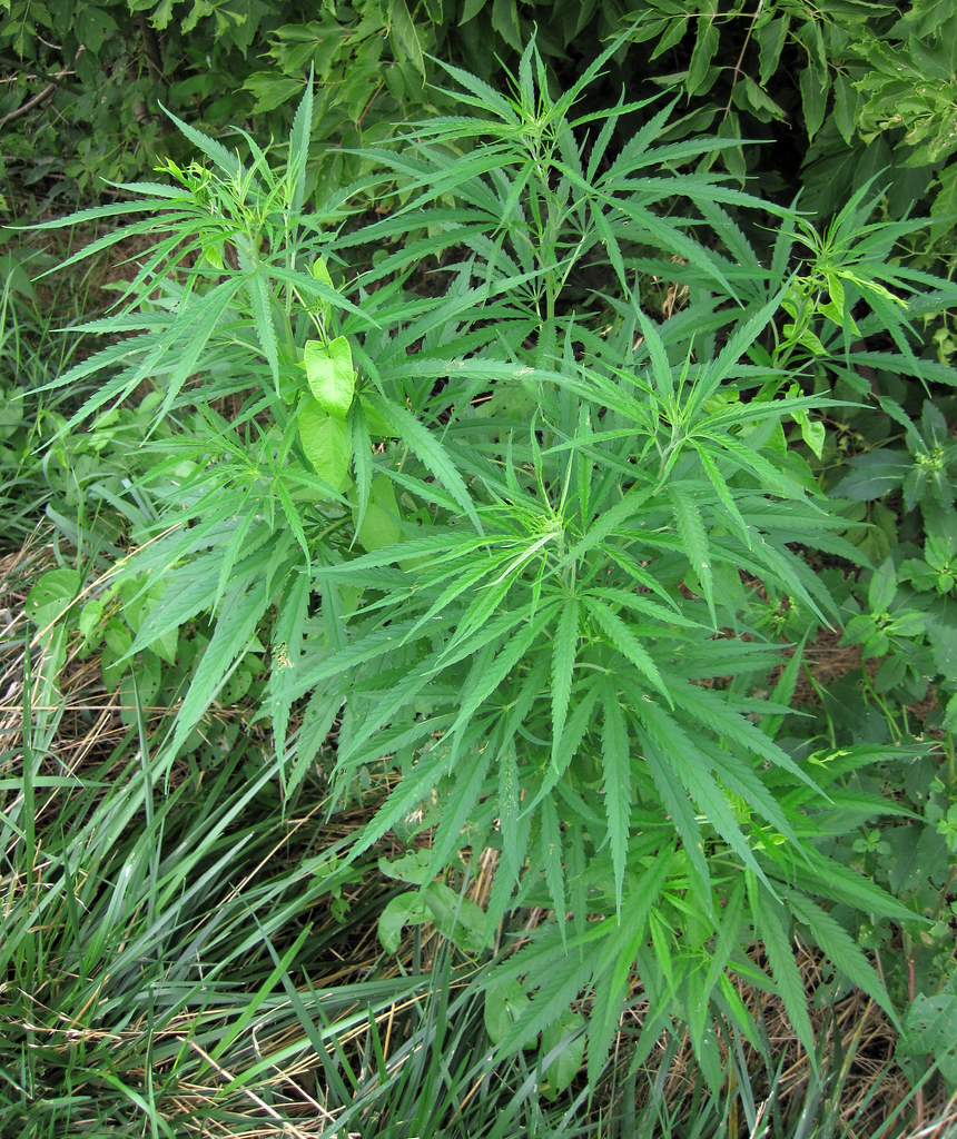 Cannabis plant growing outdoors